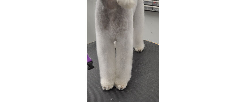 How to Groom a Bedlington Terrier